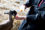 A student feeding a lamb with a bottle.
