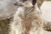 a meerkat looking standing upright