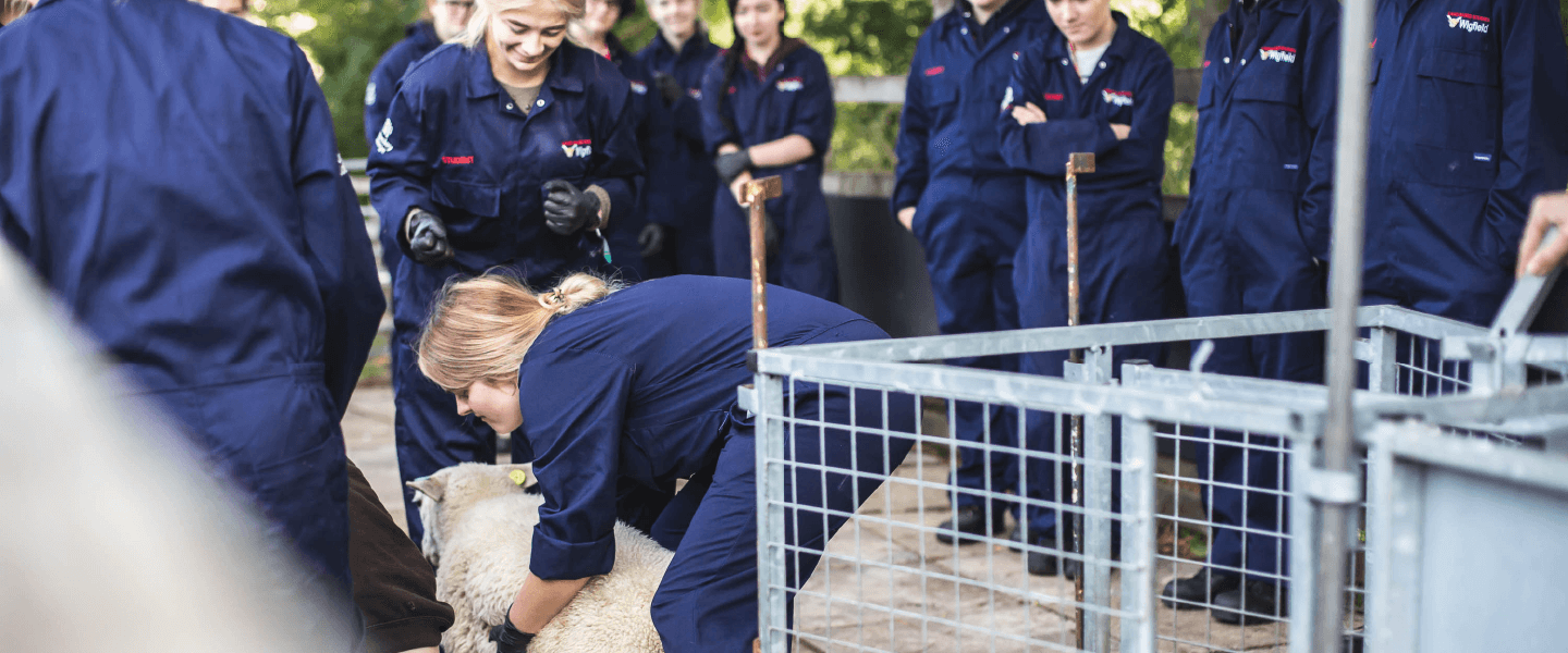Students learning sheep care