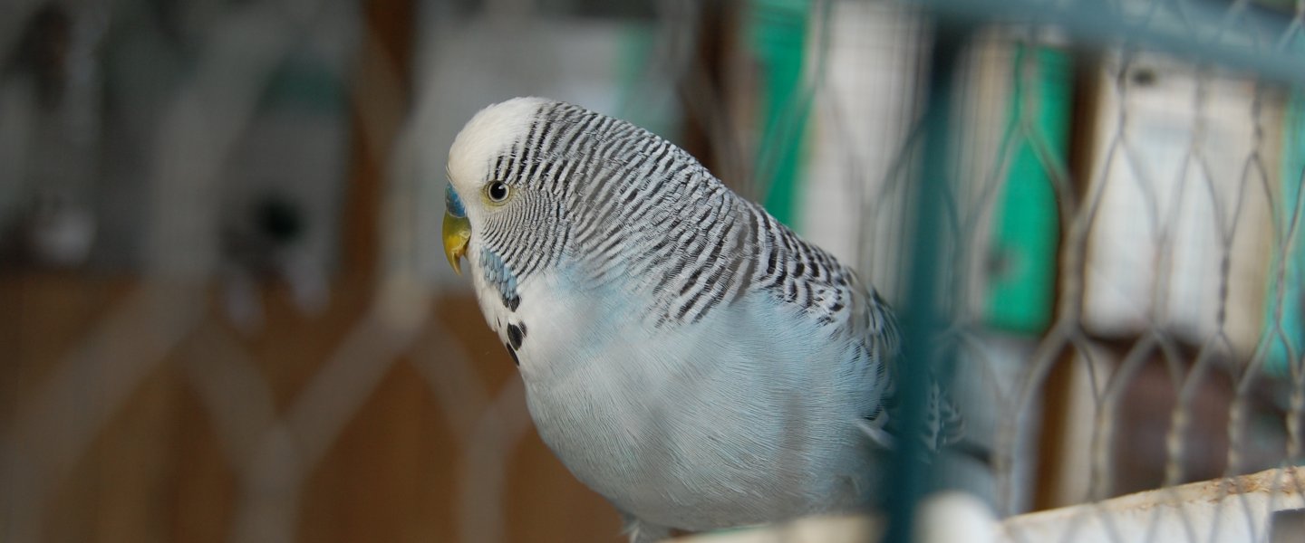 A budgie sat on a perch