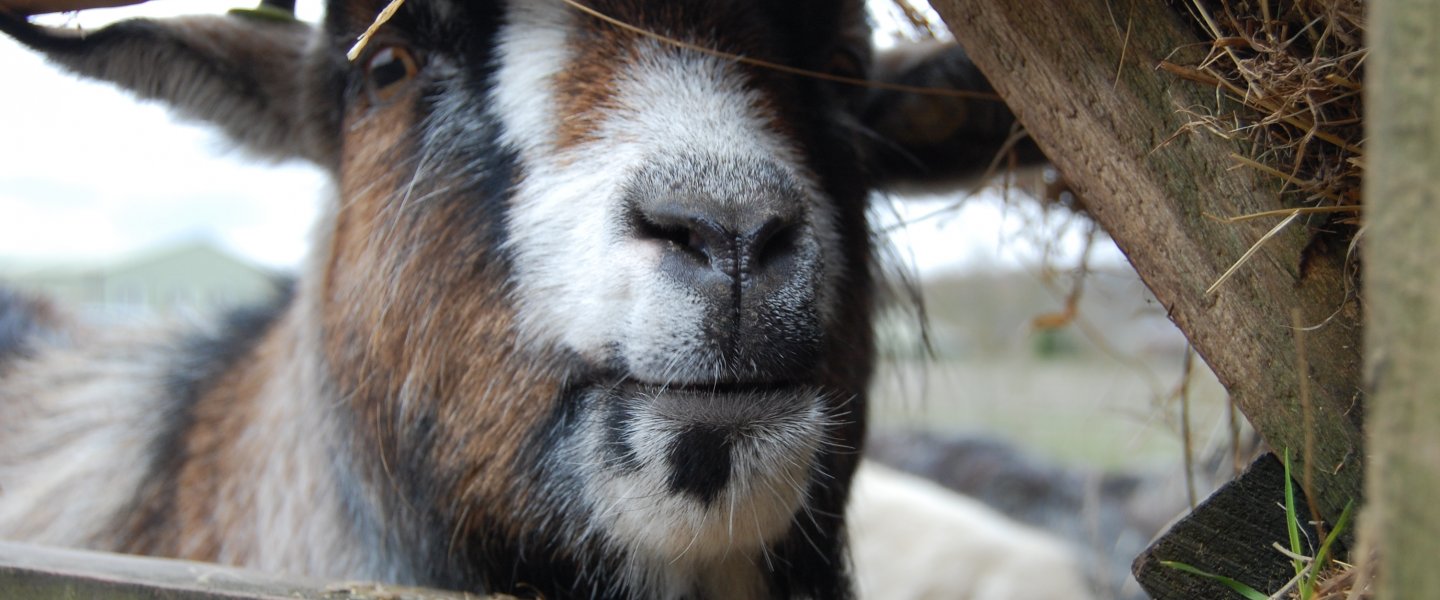 A goat peering through a fence.