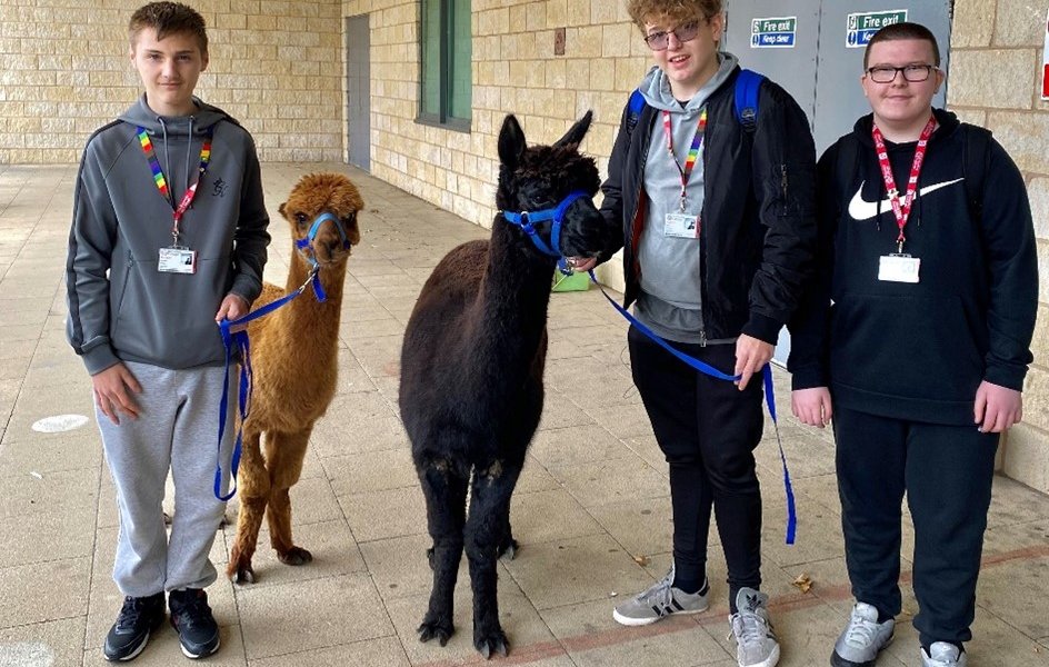 Learning for Living and Work students Harry Dawson, Max Oates and Michael Seddon with the visiting alpacas