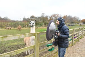 Jo Kennedy using a parabolic microphone to listen to a Llama