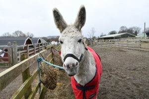 A donkey at the farm dressed in a red festive coat