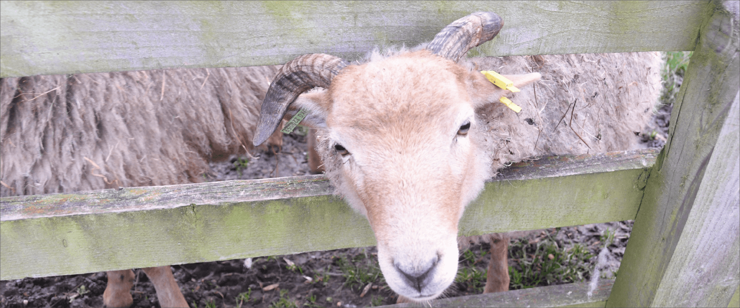 sheep putting head through fence
