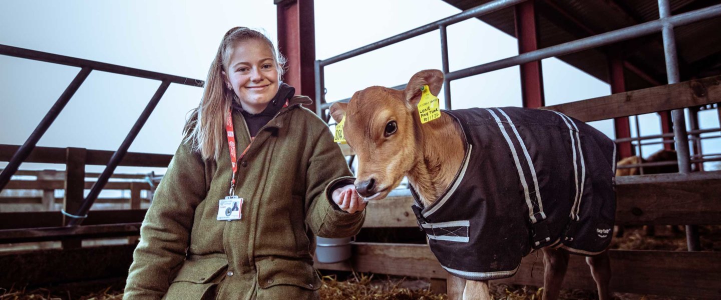 Agriculture student, Emily Hanson, with one of the Jersey calves
