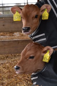 Two young Jersey cow calves.